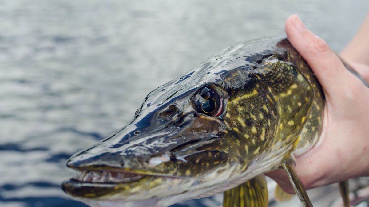 Где ловить щуку под Киевом: Лучшие места для рыбалки