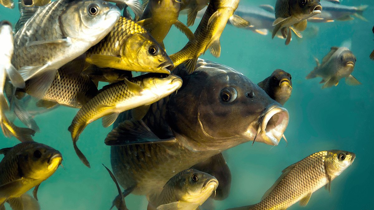 На что клюет речная рыба: Секреты успешной рыбалки