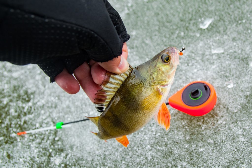 Безопасность на зимней рыбалке на окуня