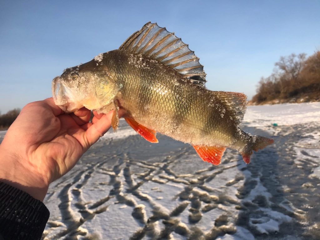 Приманка для зимней рыбалки своими руками