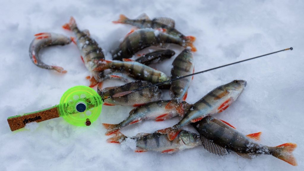 Погодные условия для зимней рыбалки на окуня