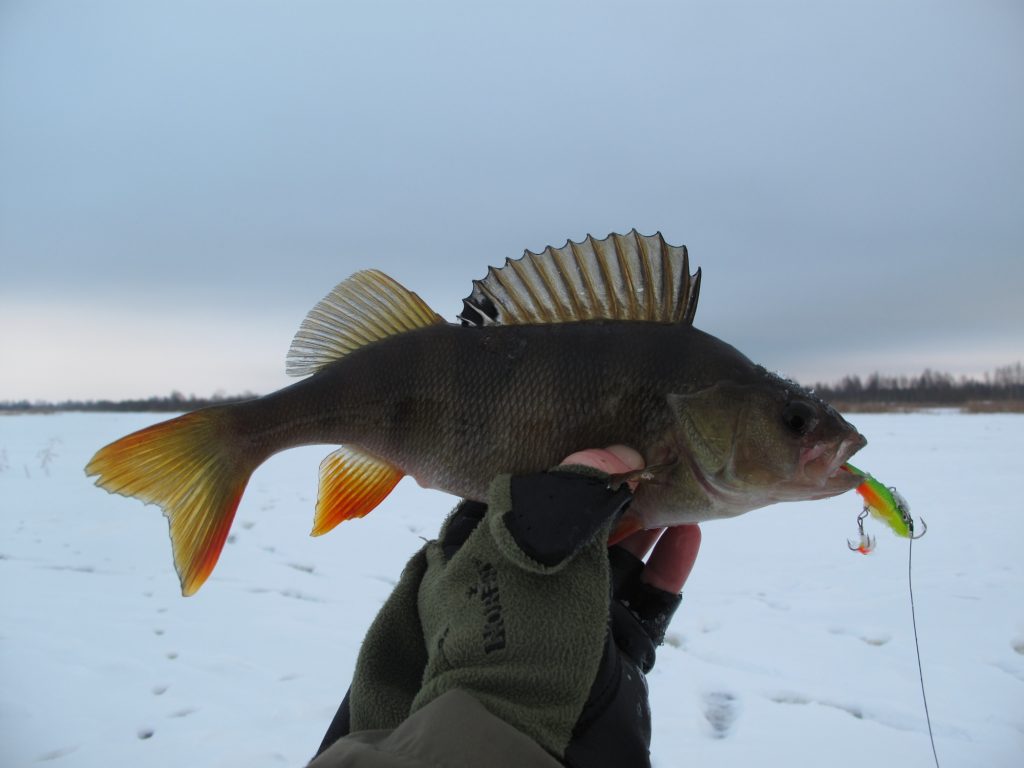Техніка лову для зимової риболовлі на окуня
