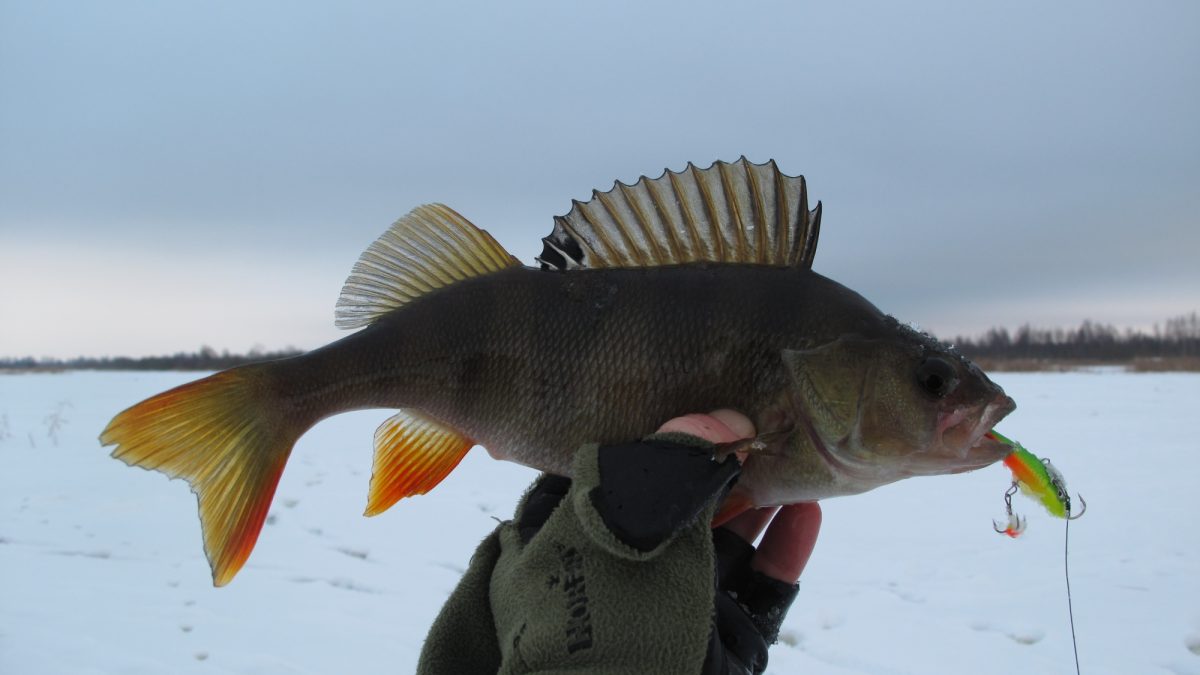 Зимняя Рыбалка на Окуня – Искусство Успешного Лова