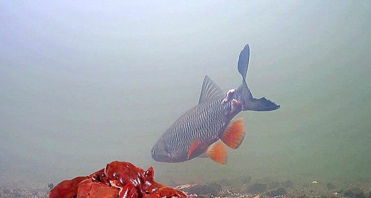 kurinuju pechen dlya lovli golovlya 5